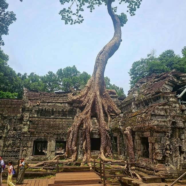 1-Day Trip to Angkor Wat with a Private or Shared Guide in Spanish - Ta Prohm and the famous tree roots
