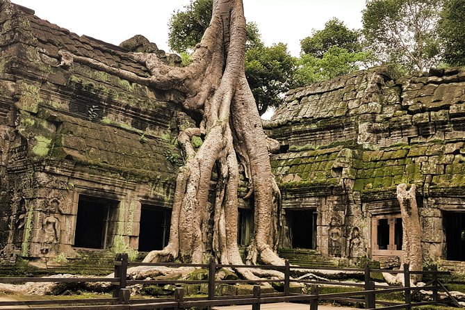 2-Days Private Tour in Angkor Sunrise, Banteay Srei and Beng Mealea Temple - Ta Prohm brings the jungle into the ruins