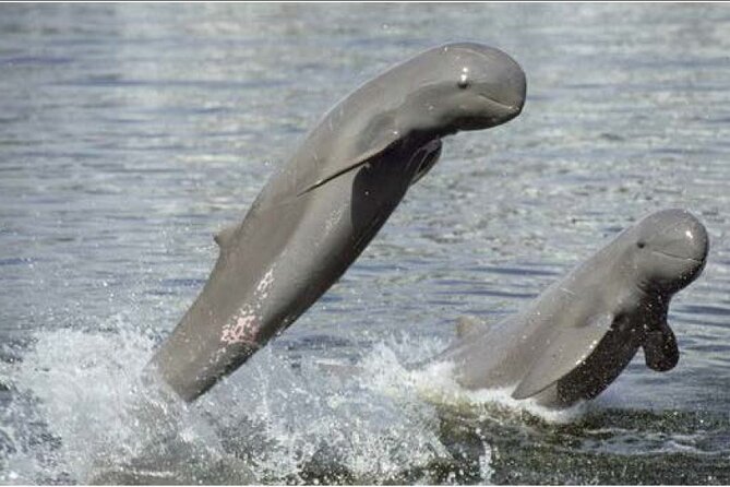4 hours taking tuk tuk to see Mekong dolphins and countryside - Key points to know before you book