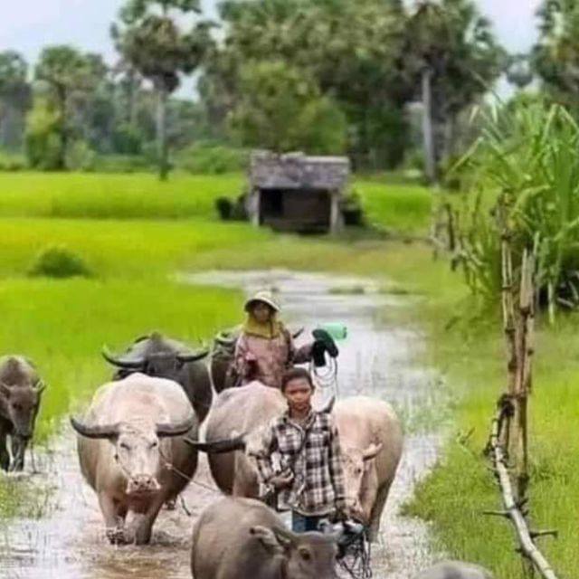 A day tour through Battambang/Local area and landmarks - Local Food, Including Rat Barbecue