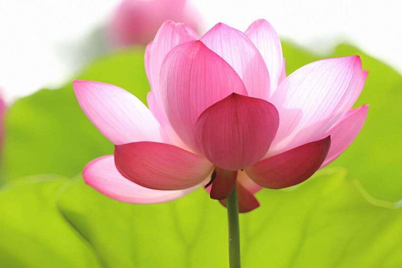 Angkor Silk Farm & Lotus Silk Farm: Siem Reap Discovery Tour - The farm boutique and the real cost of handmade silk