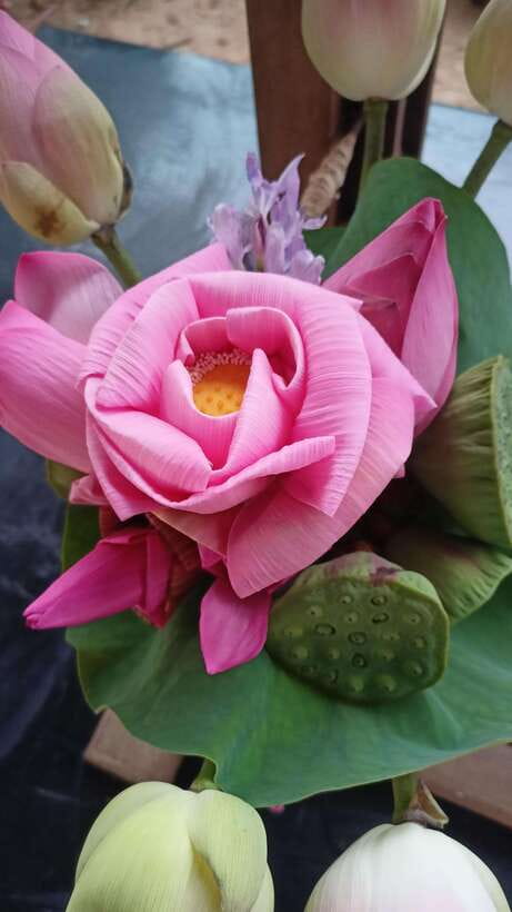 Angkor Silk Farm & Lotus Silk Farm: Siem Reap Discovery Tour - Start at Biolab Café in downtown Siem Reap