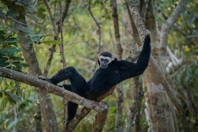 Angkor Wat Park Zip Line Adventure in Siem Reap - Ziplines, bridges, and the fast-rope finish