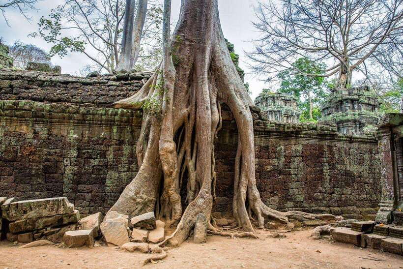 Angkor Wat Small Tour With Private Tuk Tuk - Ta Prohm, where nature frames the ruins