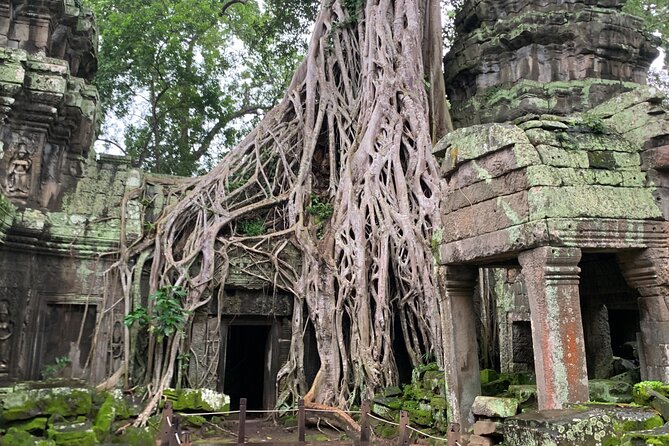 Angkor Wat Sunset TUK TUK Tour - Ta Prohm and the trees that changed its character