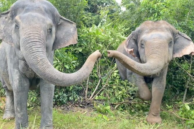 Angkor Wat Temples & Kulen Elephant Forest Day Tour - Why This Makes a Good Angkor and Elephant Combination