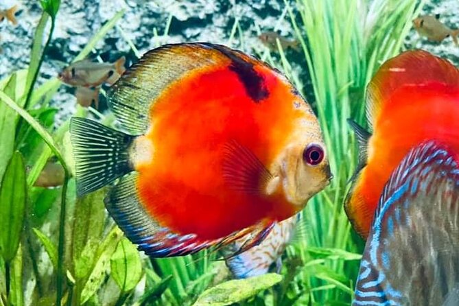Angkor Wildlife & Aquarium Halfday tour - Why this four-hour outing feels different from a temple visit