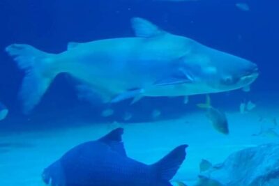 Angkor Wildlife & Aquarium Halfday tour