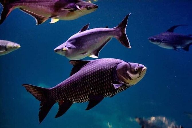 Angkor Wildlife & Aquarium Halfday tour - Weather, timing, and what to confirm