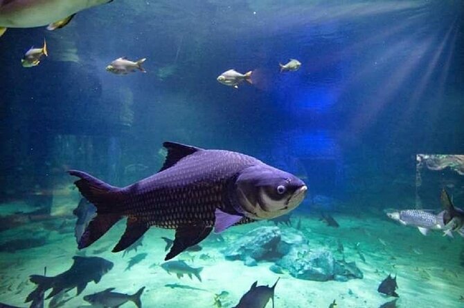 Angkor Wildlife & Aquarium Halfday tour - How this compares with another temple-heavy day