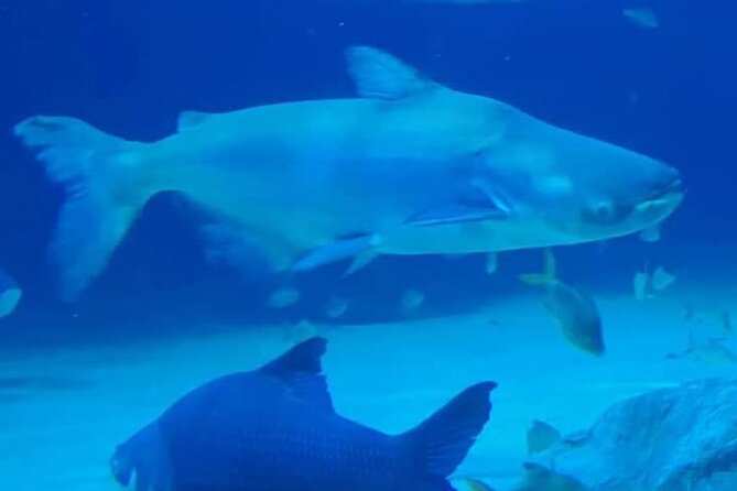 Angkor Wildlife & Aquarium Halfday tour - Sun bears, tigers, snakes, and the reptile house