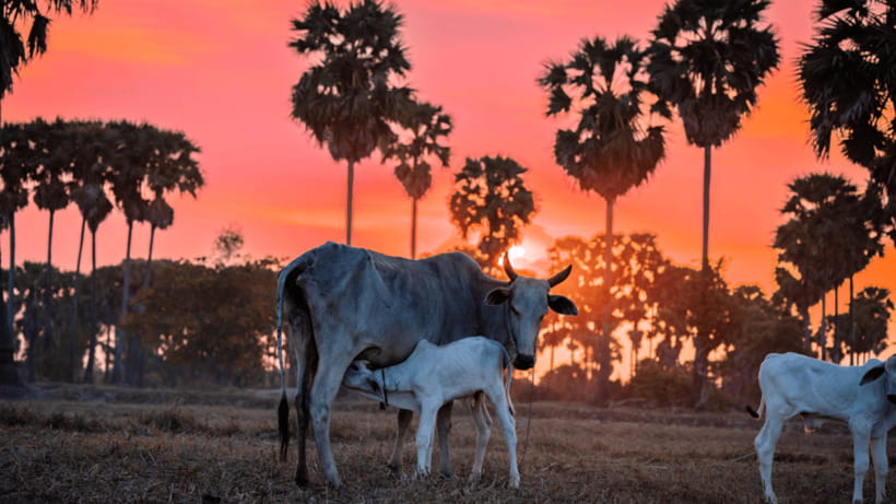 Authentic Siem Reap: Tuk Tuk Countryside and Sunset Tour - Why this countryside afternoon works