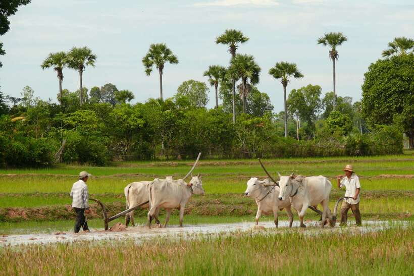 Back to Basics: Siem Reap Village Tour in Cambodia - Meeting the village through everyday work