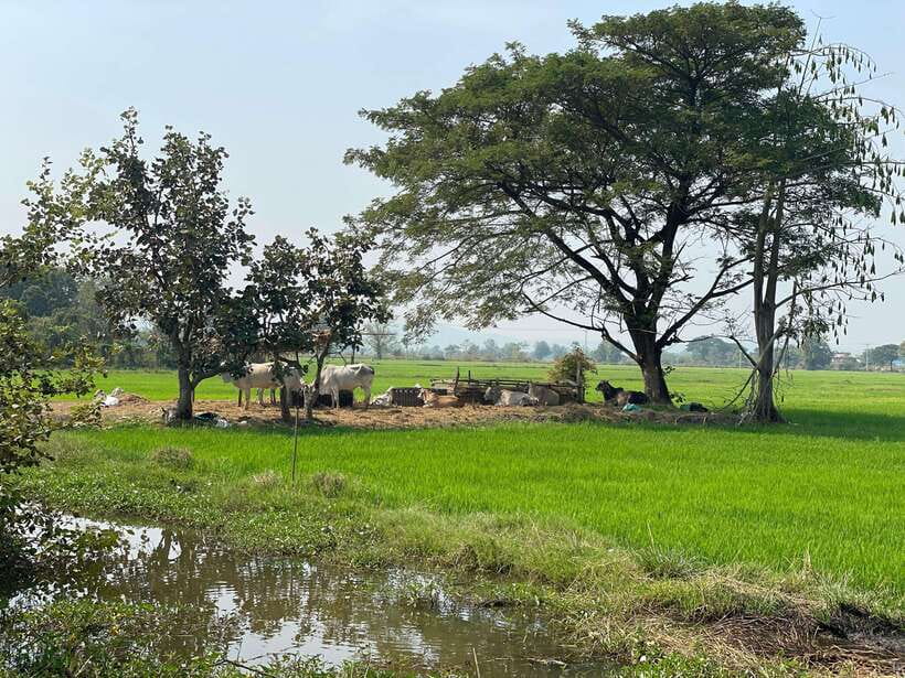Battambang: Bamboo Train, Bat Cave and Killing Cave Tour - Why this six-hour Battambang tour works