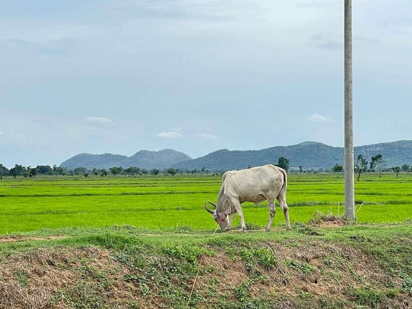 Battambang: Bamboo Train, Bat Cave and Killing Cave Tour - The guides are part of the value