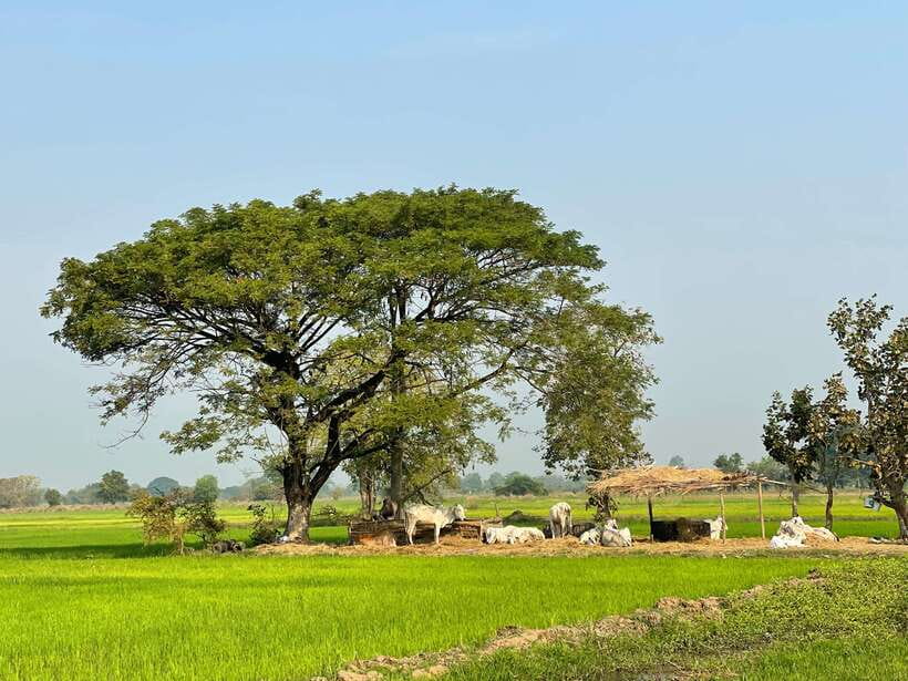 Battambang: Bamboo Train, Bat Cave and Killing Cave Tour - Battambang city sights before the countryside