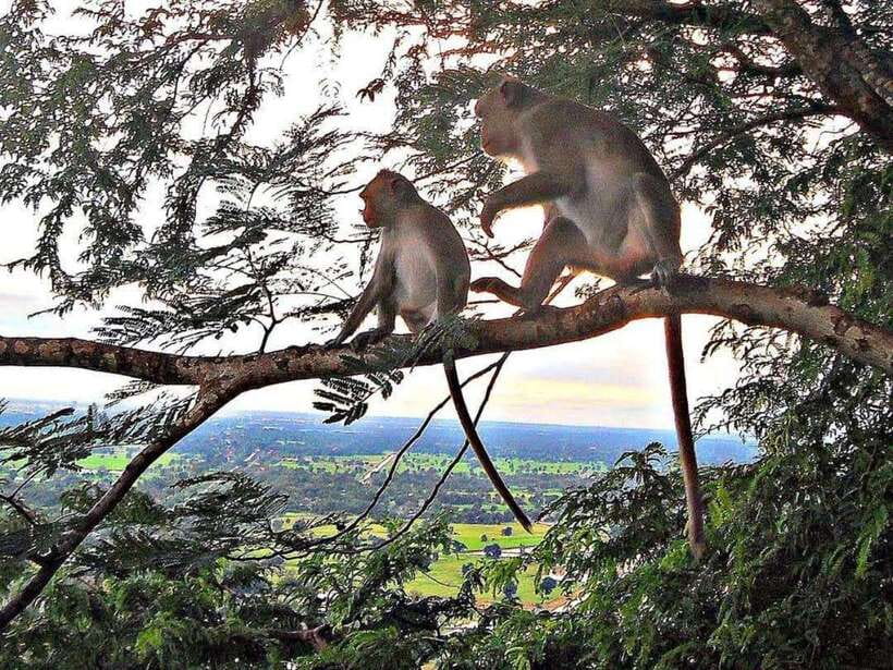Battambang: Bamboo Train, Bat Cave, Killing Cave by Tuk Tuk - Key points to know before booking