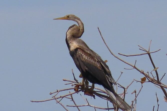 Beyond The Oudong Temple and Birdwatching in Phnom Penh - The 5:30 am start and first countryside stop