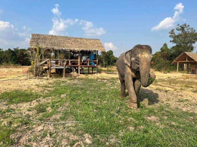 Cambodia Elephant Sanctuary Include Hotel Transfer Roundtrip - Meeting the elephants near Siem Reap