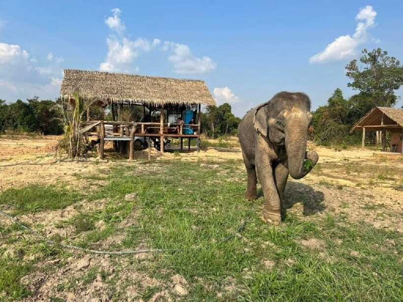 Cambodia Elephant Sanctuary Include Hotel Transfer Roundtrip - Feeding elephants at close range
