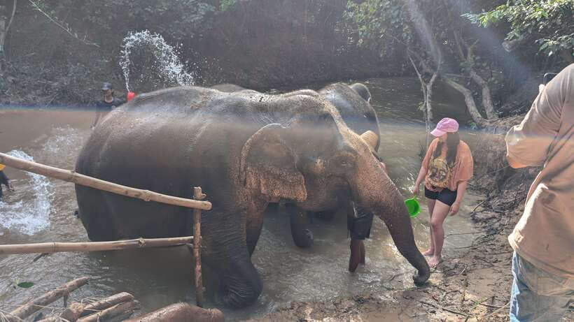 Cambodia Elephant Sanctuary Include Hotel Transfer Roundtrip - Walking with the elephants