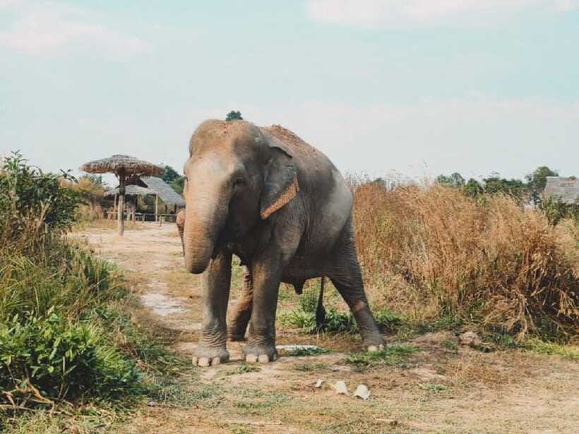 Cambodia Elephant Sanctuary Include Hotel Transfer Roundtrip - Who will enjoy this experience most?