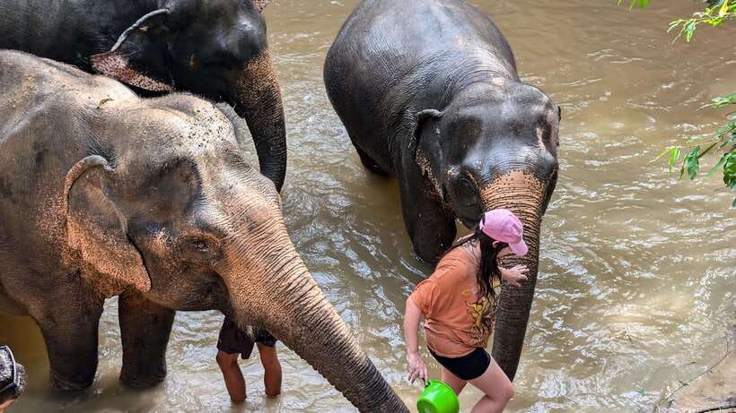 Cambodia Elephant Sanctuary Include Hotel Transfer Roundtrip - The hotel transfer makes a short visit easier