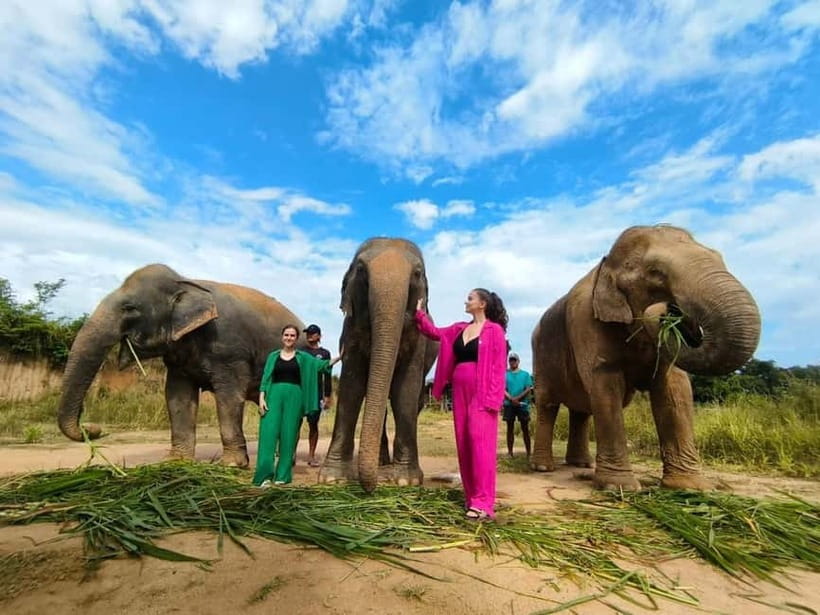 Cambodia Elephants Haft Day Experiences from Siem Reap - Key points to know before booking