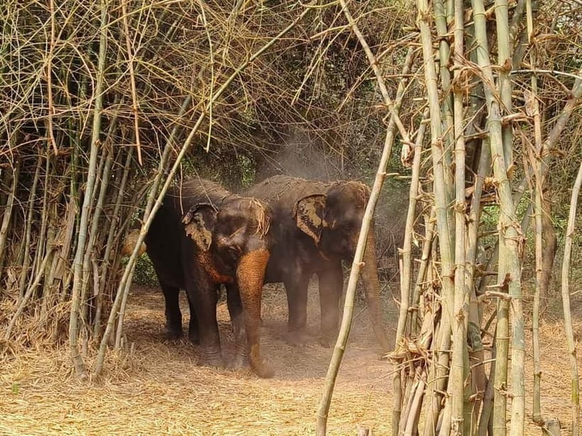 Cambodia Elephants Haft Day Experiences from Siem Reap - A viewpoint and a glimpse of village life