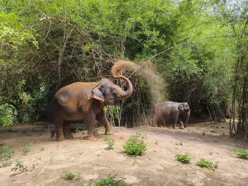 Cambodia Elephants Haft Day Experiences from Siem Reap - The introduction explains the sanctuary’s purpose