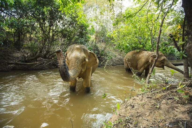 Cambodia Elephants Haft Day Experiences from Siem Reap - Watching the elephants interact