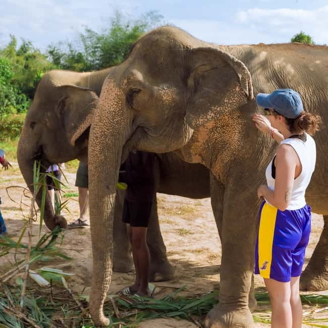 Cambodia Elephants Haft Day Experiences from Siem Reap - The mud bath lasts about 15 minutes