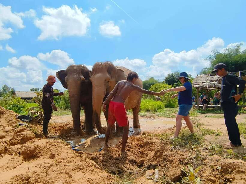 Elephant Sanctuary Cambodia, Pickup and drop off included - Time to watch instead of touch