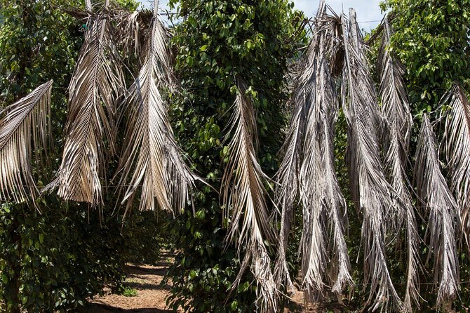 Exploring the Best of Kampot and Kep in a Full-Day Tour - Kep Crab Market and a seafood lunch at your own cost