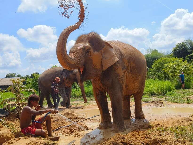 From Siem Reap: Elephant Sanctuary Experience with Transfers - Who will enjoy this most
