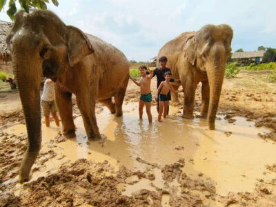 Elephant Sanctuary Experience with Transfers