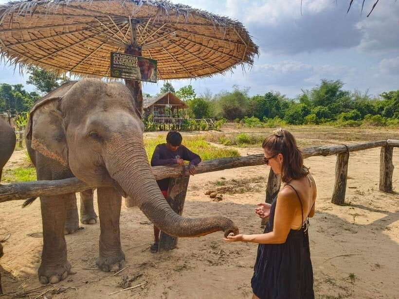From Siem Reap: Elephant Sanctuary Experience with Transfers - Making rice balls and healthy elephant snacks