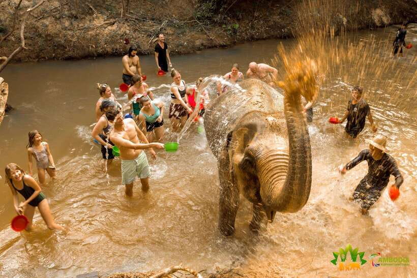 From Siem Reap: Elephant Sanctuary Experience with Transfers - Mud, water, and the rule that nothing is guaranteed