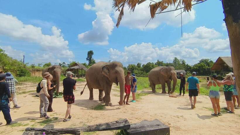From Siem Reap: Elephant Sanctuary Experience with Transfers - A small group makes a real difference
