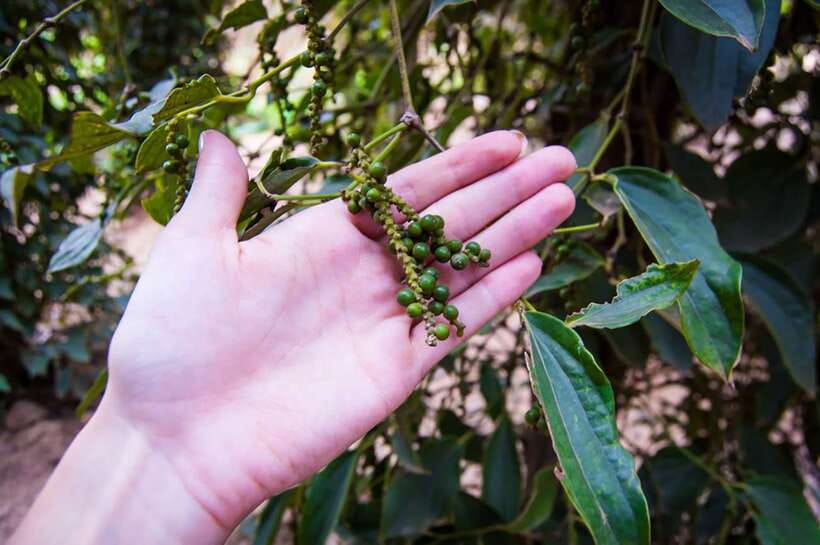 FULL DAY - Countryside Tuk-Tuk Pepper Tour + Kep - Key points to know before you go