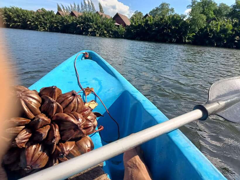 Green Cathedral Kayaking Journey & Reflection River View - Who will enjoy this Kampot outing?