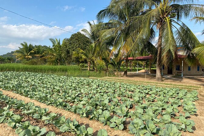 Half-Day Adventure to the Pepper Farm by Scooter - How much value do you get for $30?