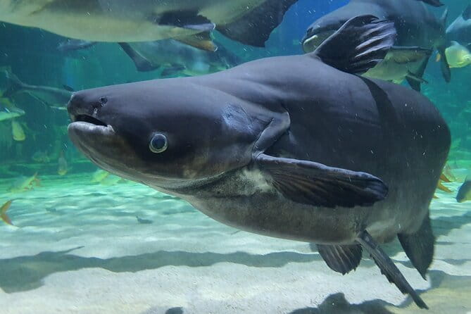 Half Day River Monster Tour with Private Guide in Siem Reap - The four-hour route through Angkor Wildlife & Aquarium