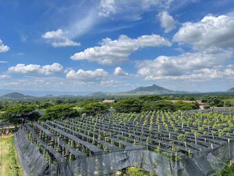 Kampot Pepper Farm, Salt Fields, Crab Market from Phnom Penh - How to prepare for this 11-hour outing