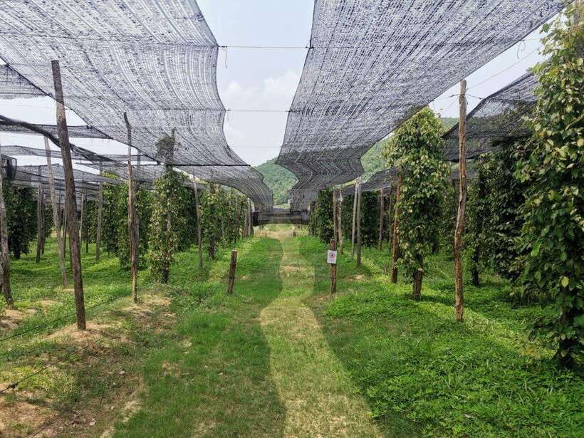 Kampot Pepper Farm Tour: Salt Fields, La Plantation & Cave - Salt fields: Cambodia’s white working countryside