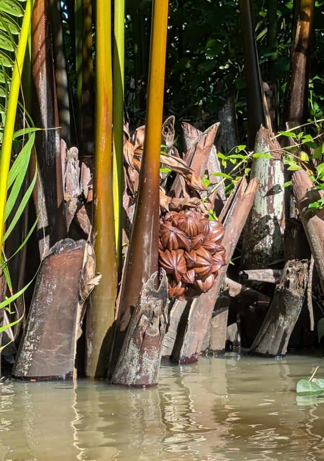 Kampot's Countryside & Kayak Tour, Pepper Farm include Lunch - What the $46 price really covers