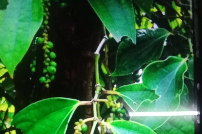 KAMPOT TRAVEL-Pepper farm. Cave.Secret lake-Crab market & Salt... - La Plantation, the tour’s most detailed stop