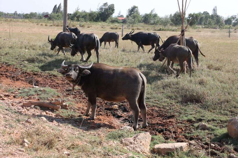 Kep town: Local tuk tuk to Countryside & Pepper farm - Should you book TangGo’s countryside tour?