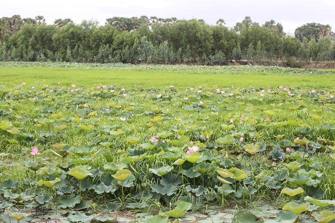 Killing Field & Paddy Rice Fields Tuk Tuk Adventure - Choeung Ek and the difficult final chapter