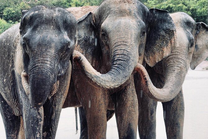 Kulen Elephant Forest and Tonle Sap Lake by Private Tour - A full day from forest elephants to Tonle Sap